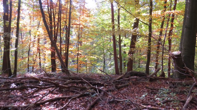 Baumwurzeln.Herbst