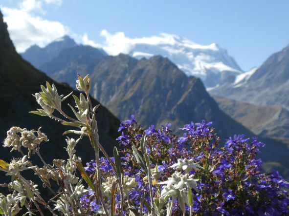 Berge.Blume.blau.Geli