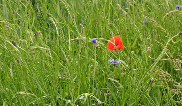 Kornblume.DSC 0188 2