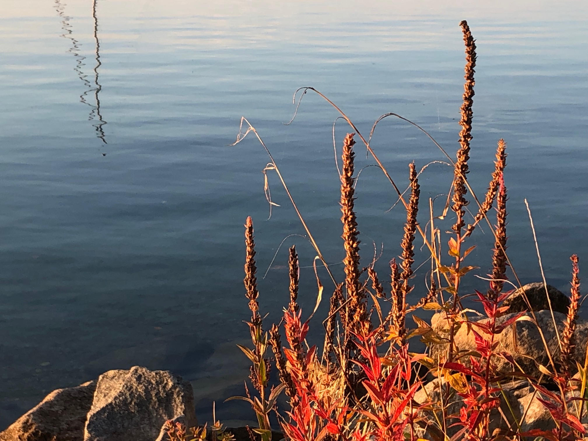 autum leaves Berg