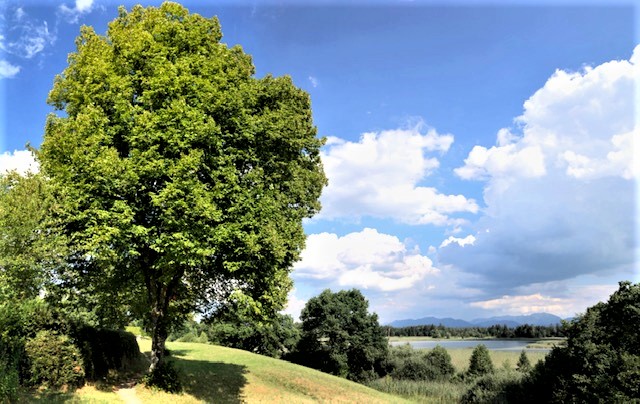 Baum Ostersee IMG 90491