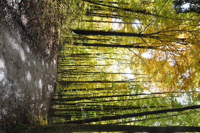 weg im Wald . Berg.DSC 07061